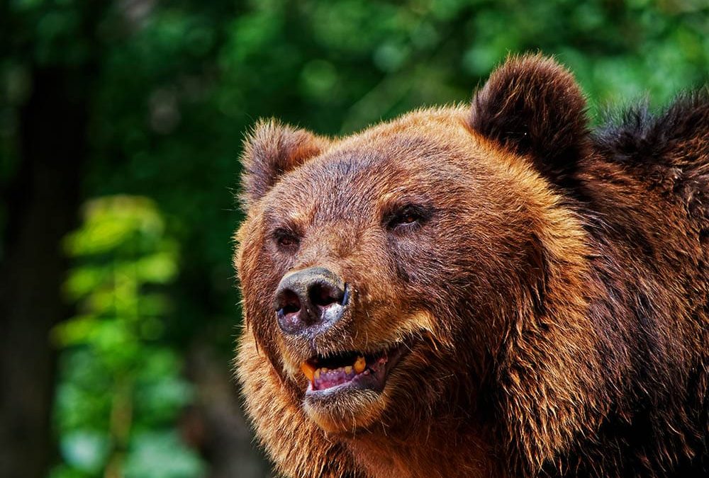 Descubre el fascinante mundo de la zoología ¡en español!