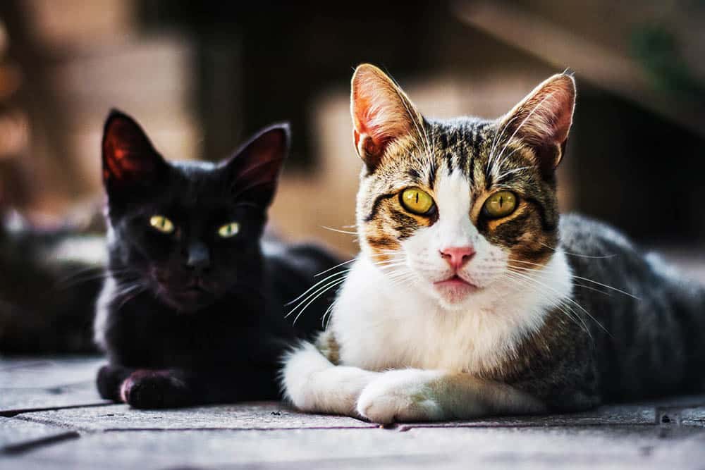 Descubre las fascinantes Razas de gatos y enamórate de su belleza felina