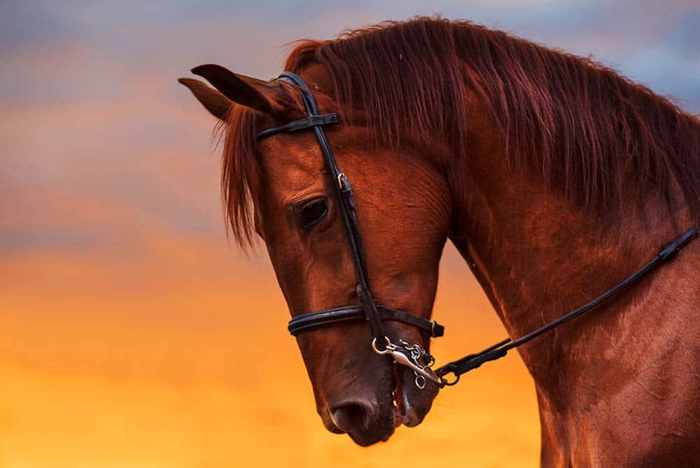 No más sufrimiento animal: ¡Apoya la investigación ética y responsable!